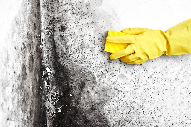 Professional Mold Removal in Beaver Falls, PA