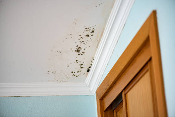 Certified Mold Removal in Beaver Falls, PA